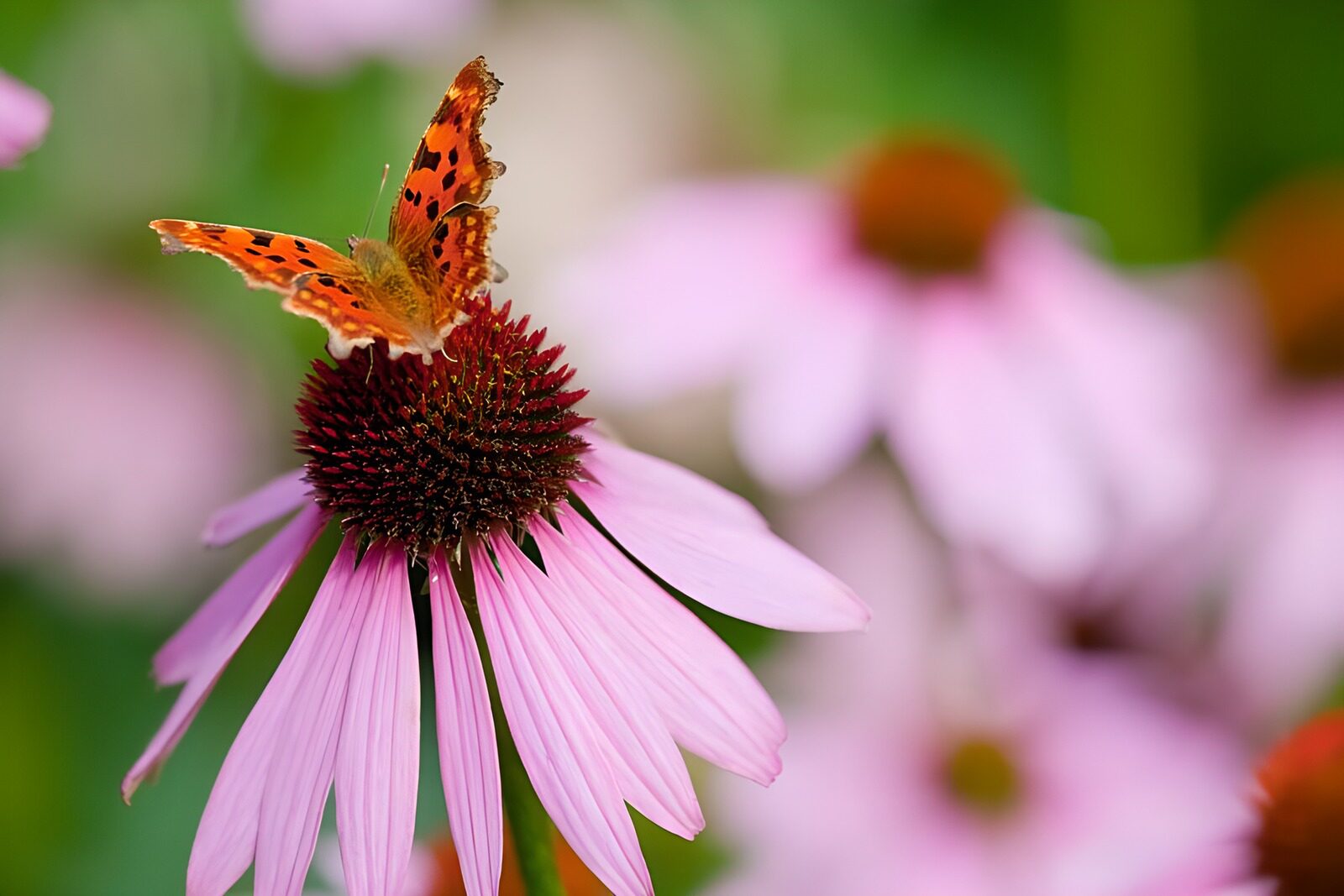 OCUK99727: Butterflies 5
