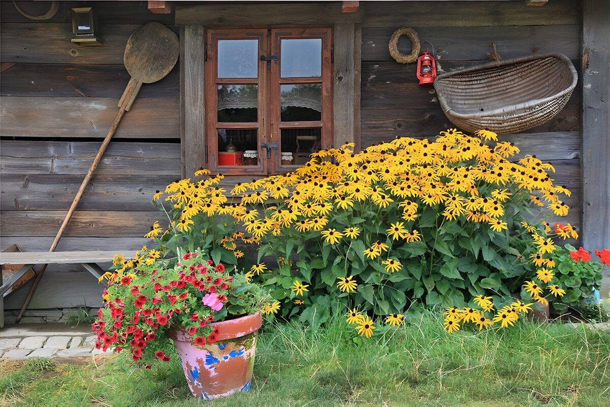 OCUK50286: Rustic Charm with Vibrant Flowers