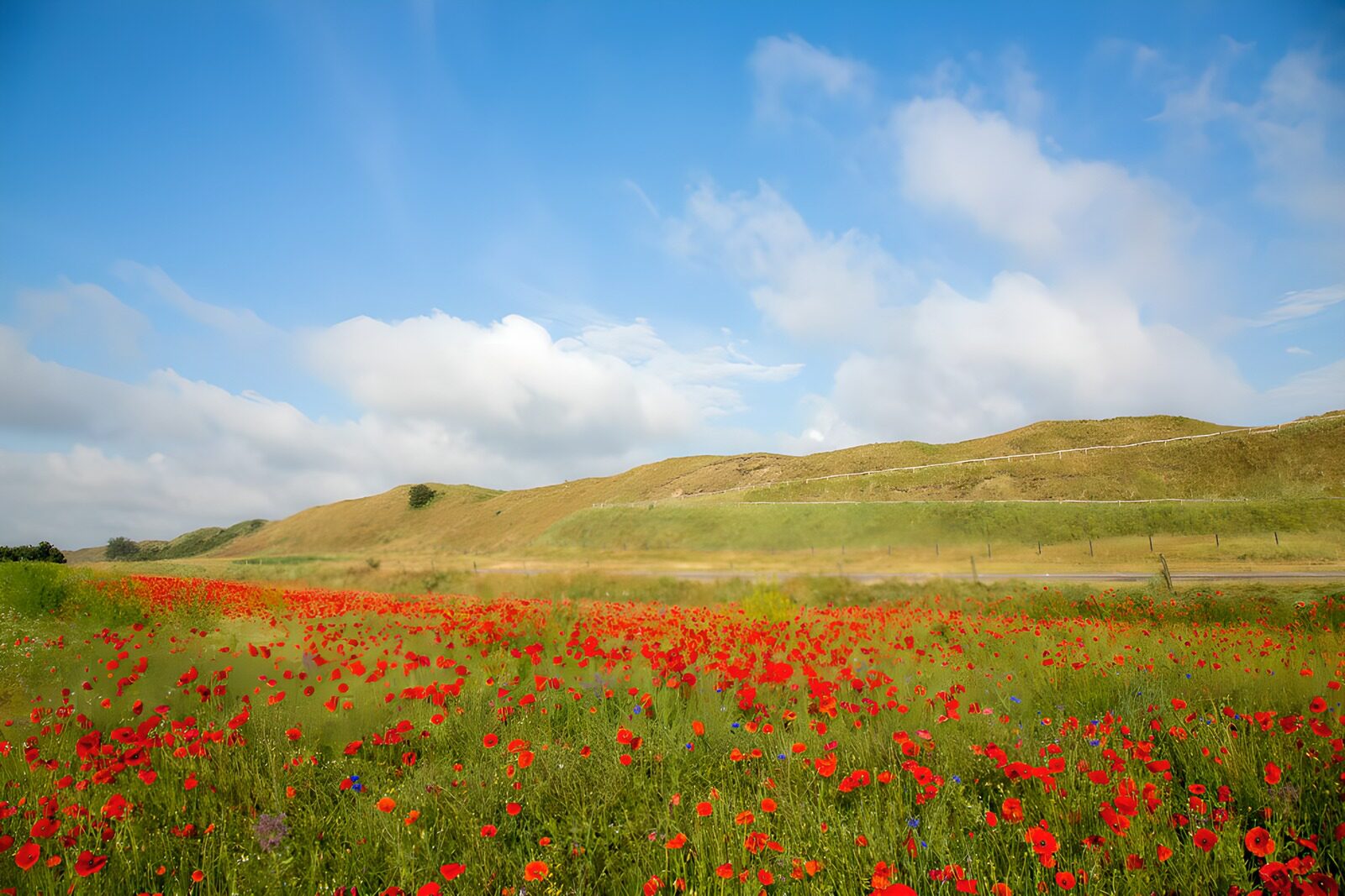 OCUK39803: Vibrant Poppy Field Under Blue Skies