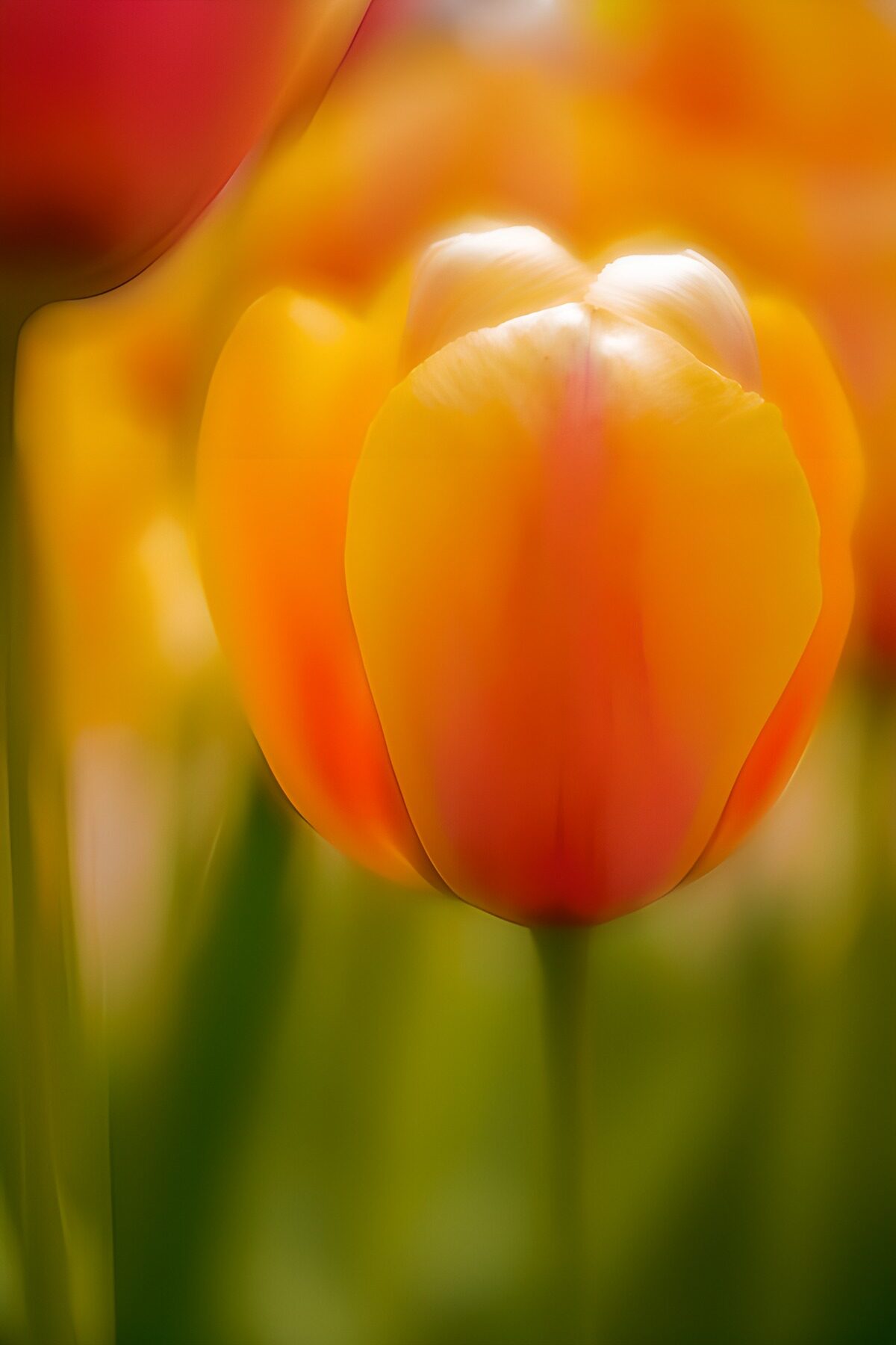 OCUK36604: Soft Blooming Tulip in Sunrise Hues