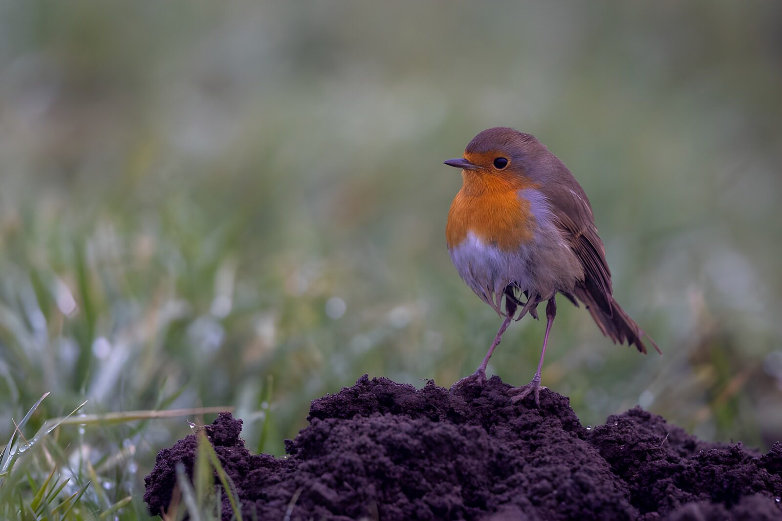 OCUK46005: Alert Robin on Freshly Turned Soil