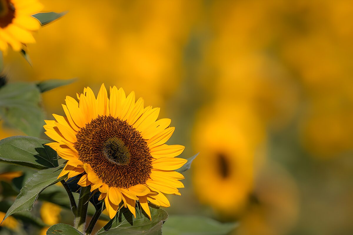 OCUK29945: Vibrant Sunflower in Bloom