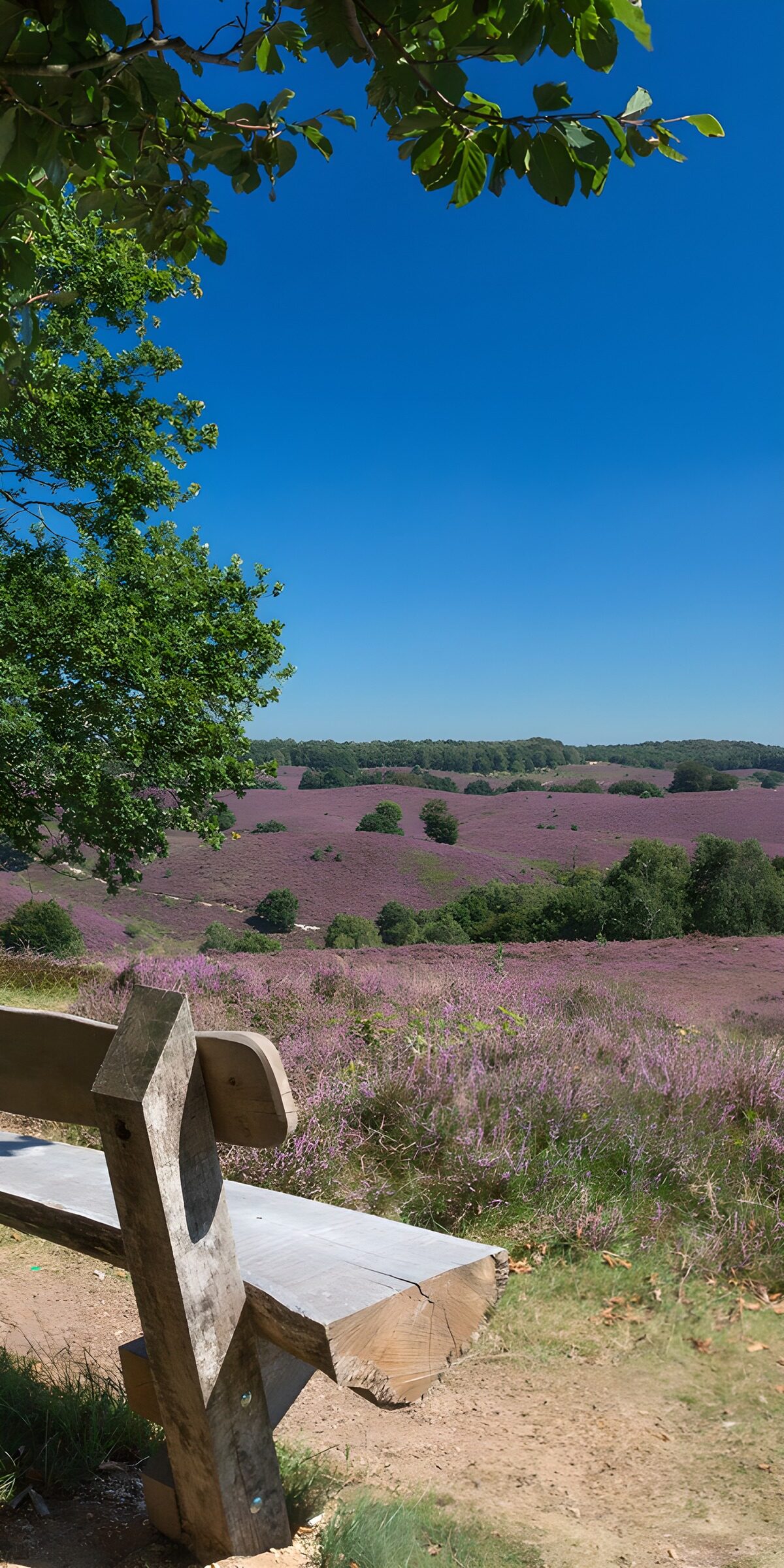 OCUK40699: Purple Heather Landscape with Bench