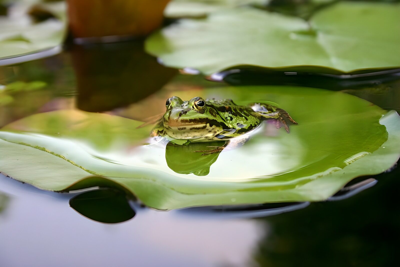 OCUK57980: Frog 4