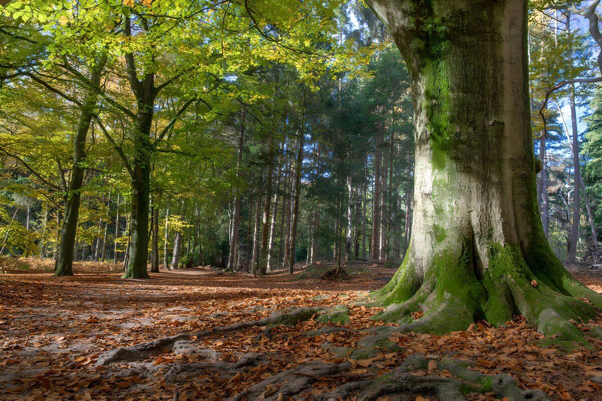 OCUK76871: Majestic Forest Pathway