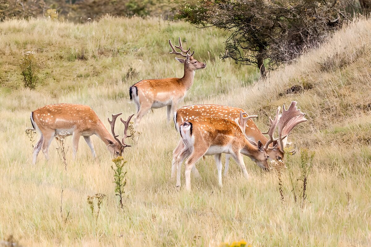 OCUK12067: Majestic Fallow Deer in Gentle Meadow