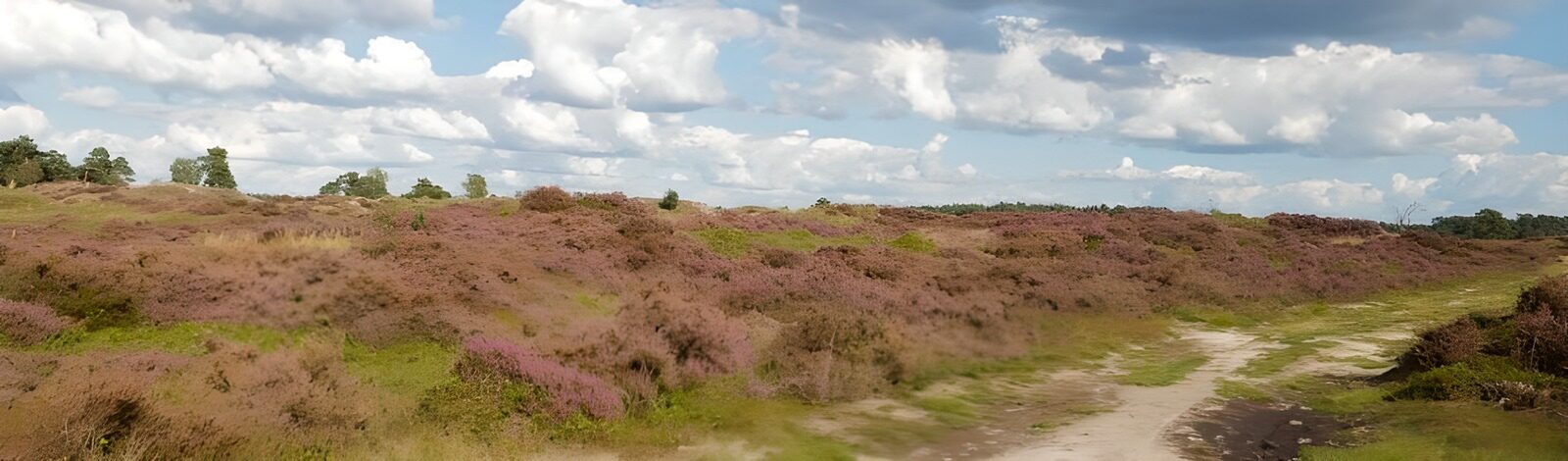 OCUK35005: Landscapes of "Veluwe" 1