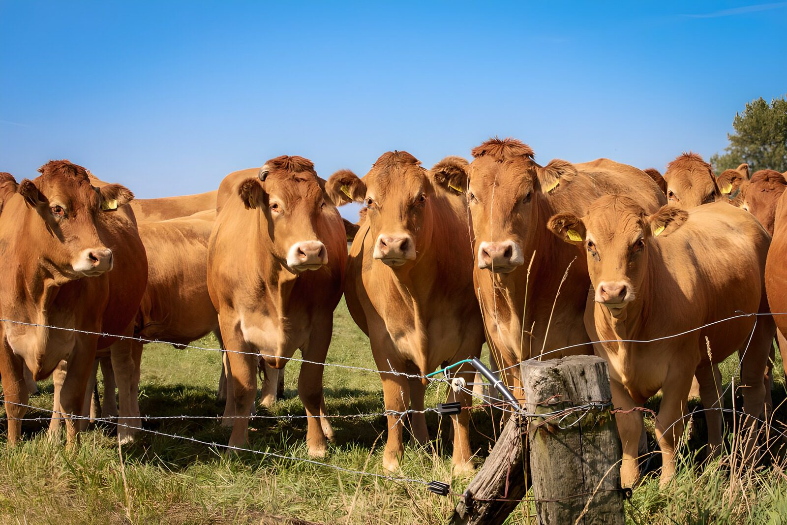 OCUK22159: Curious Cattle in the Sunny Pasture