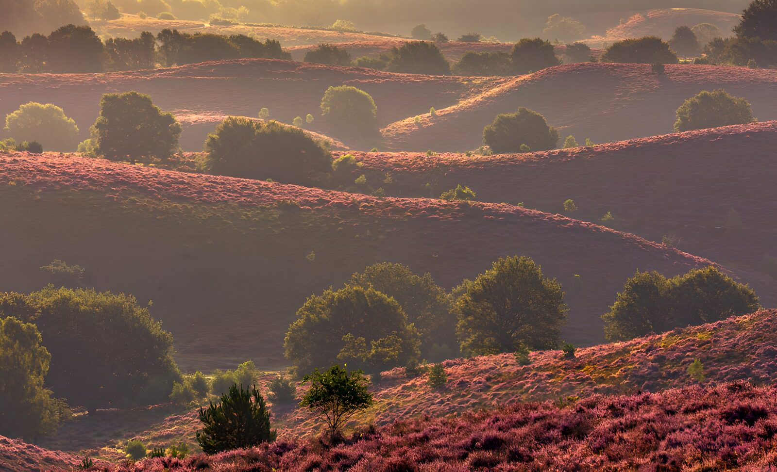 OCUK89679: Serene Lavender Hills at Sunset