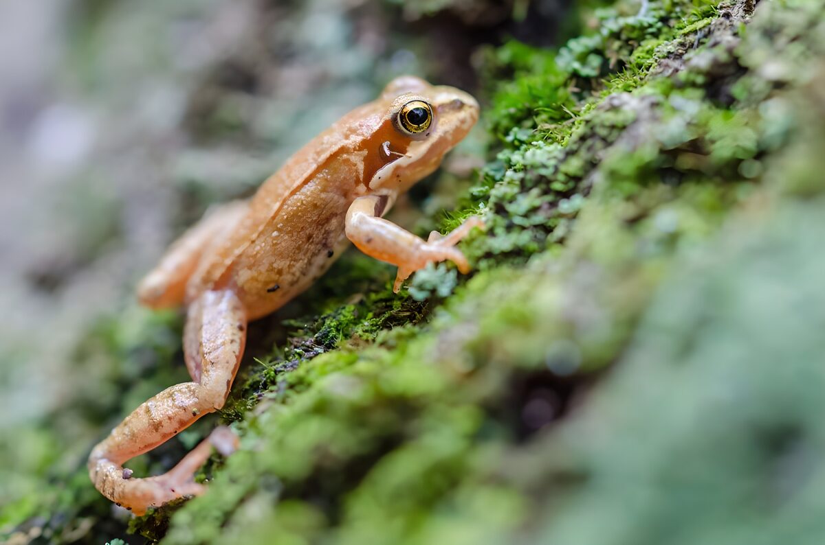 OCUK64746: Tiny Brown Frog on Mossy Surface