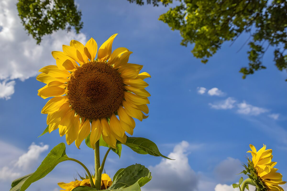 OCUK12937: Radiant Sunflower Under a Blue Sky