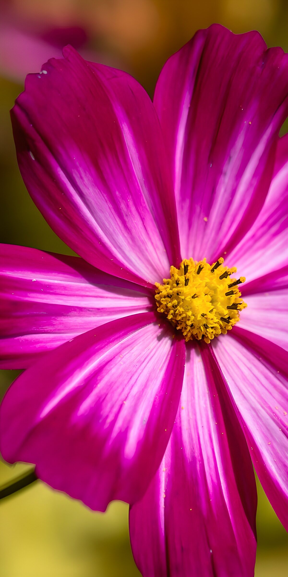 OCUK26277: Elegant Pink Flower in Bloom