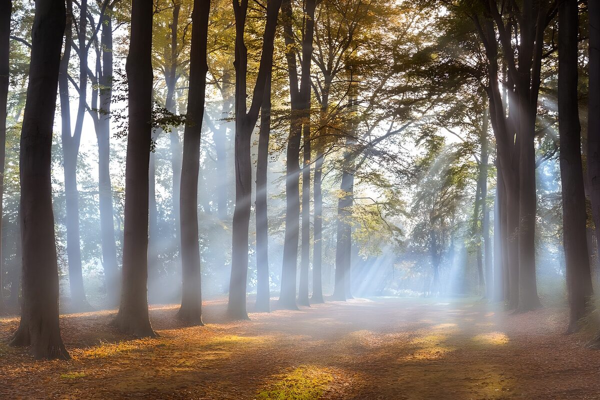 OCUK32745: Enchanted Forest Light