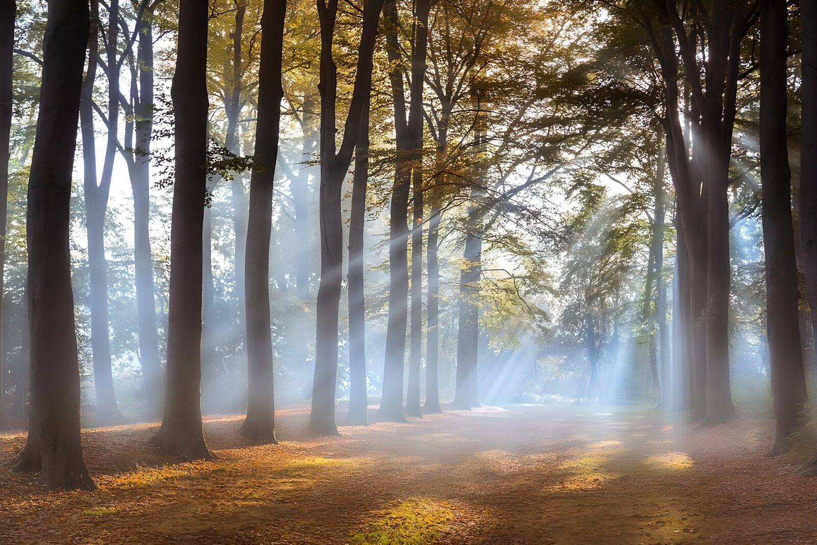 OCUK32745: Enchanted Forest Light