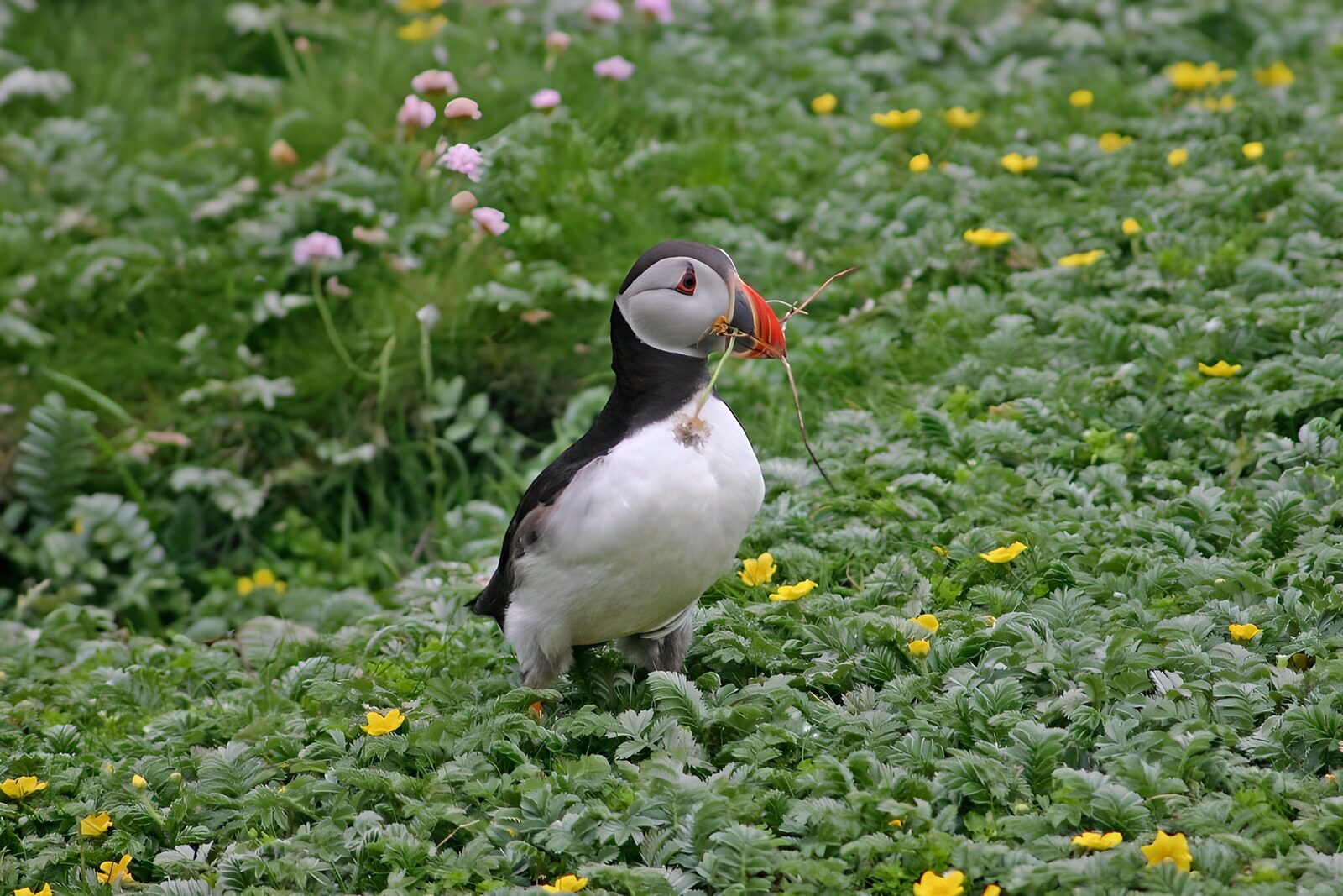 OCUK33304: Puffin looking for nesting material