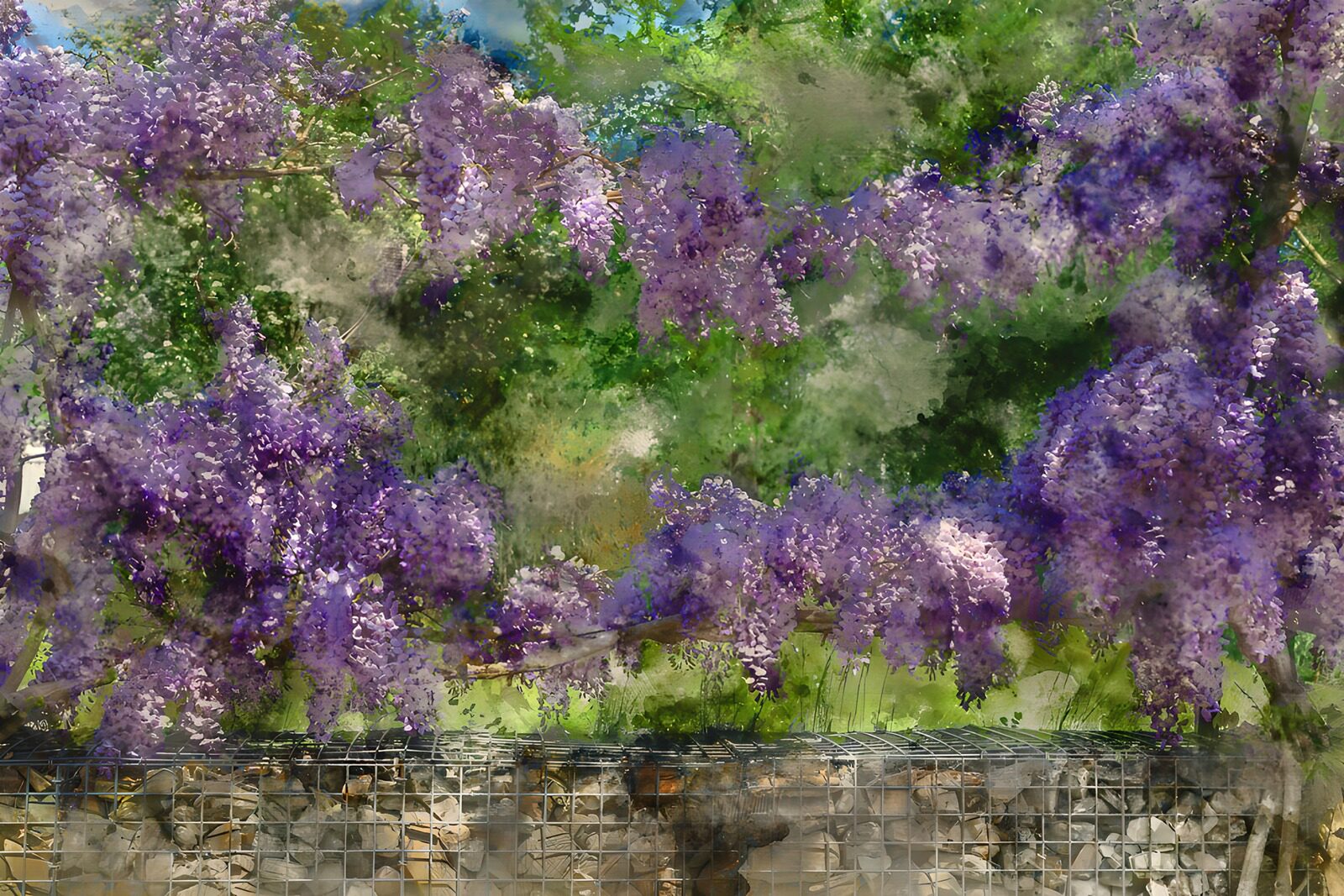 OCUK57427: Vibrant Wisteria in Bloom