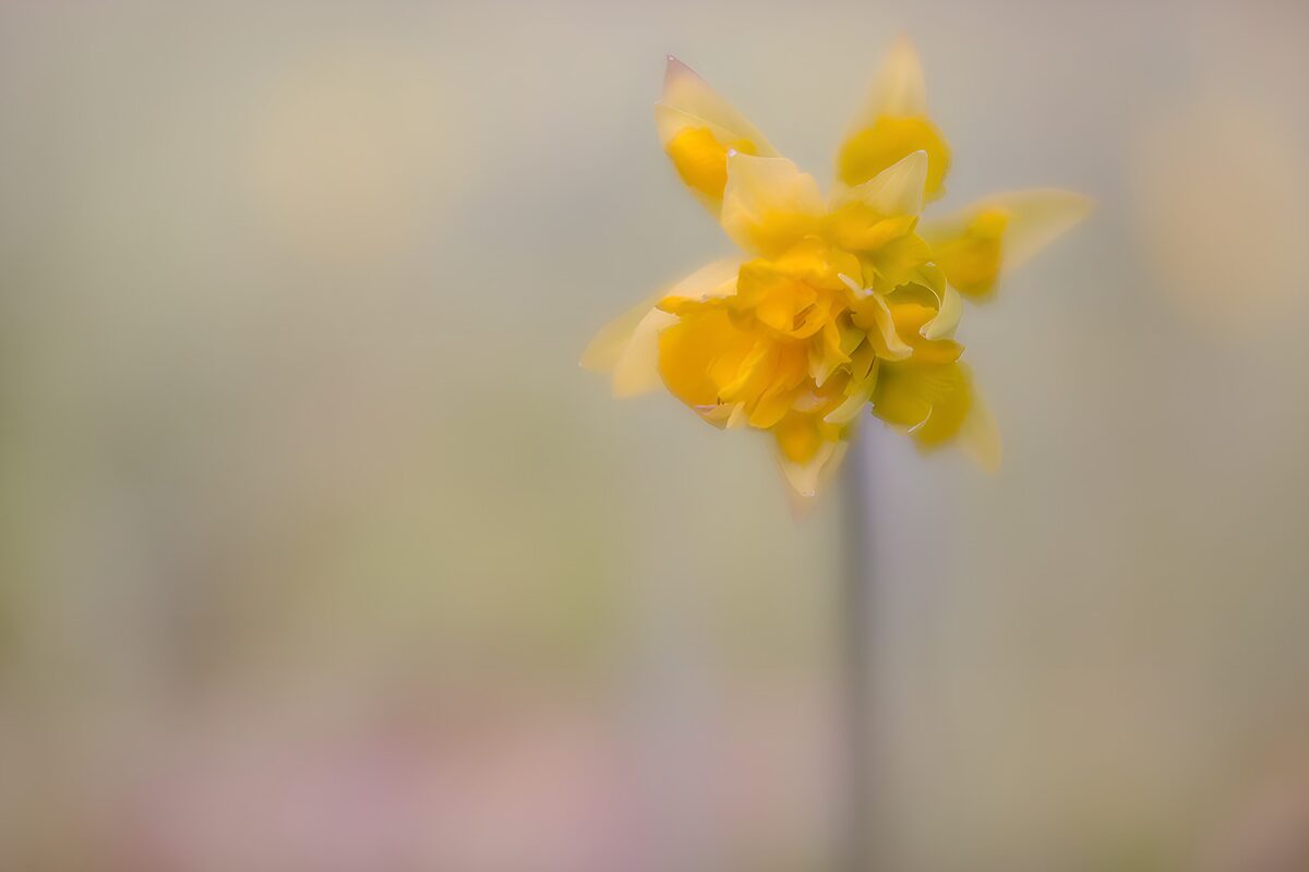 OCUK46471: Delicate Yellow Blossom in Soft Focus