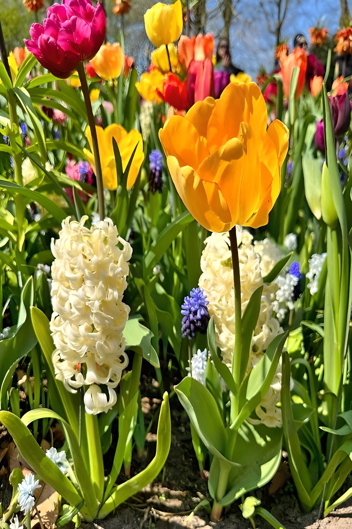 OCUK13013: Vibrant Tulips and Hyacinths in Bloom