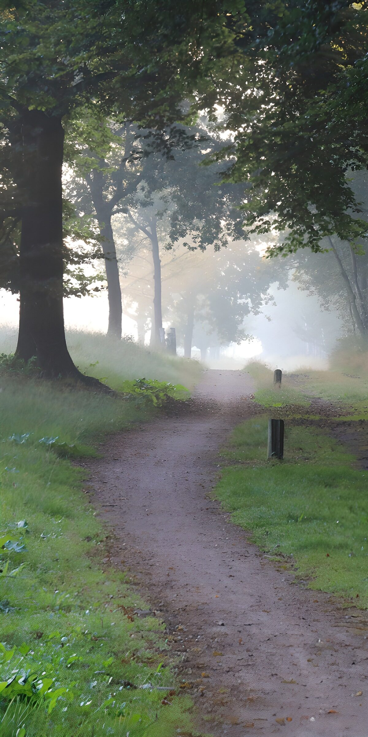 OCUK10204: Serene Misty Pathway Through Trees