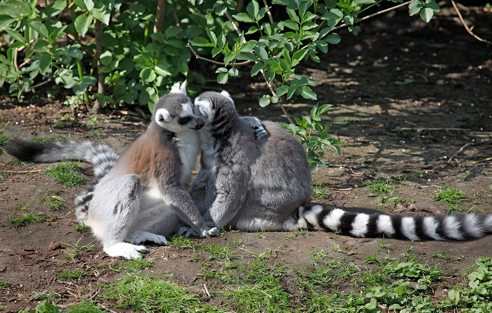 OCUK12096: Lemurs in a Moment of Affection
