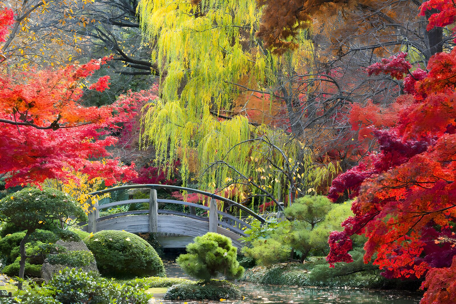 OCUK59390: Autumn Serenity in a Japanese Garden