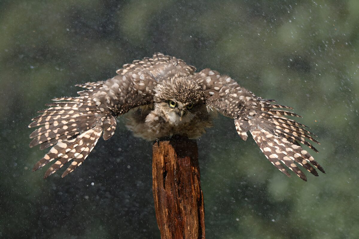 "Majestic Spotted Owl in Action"
