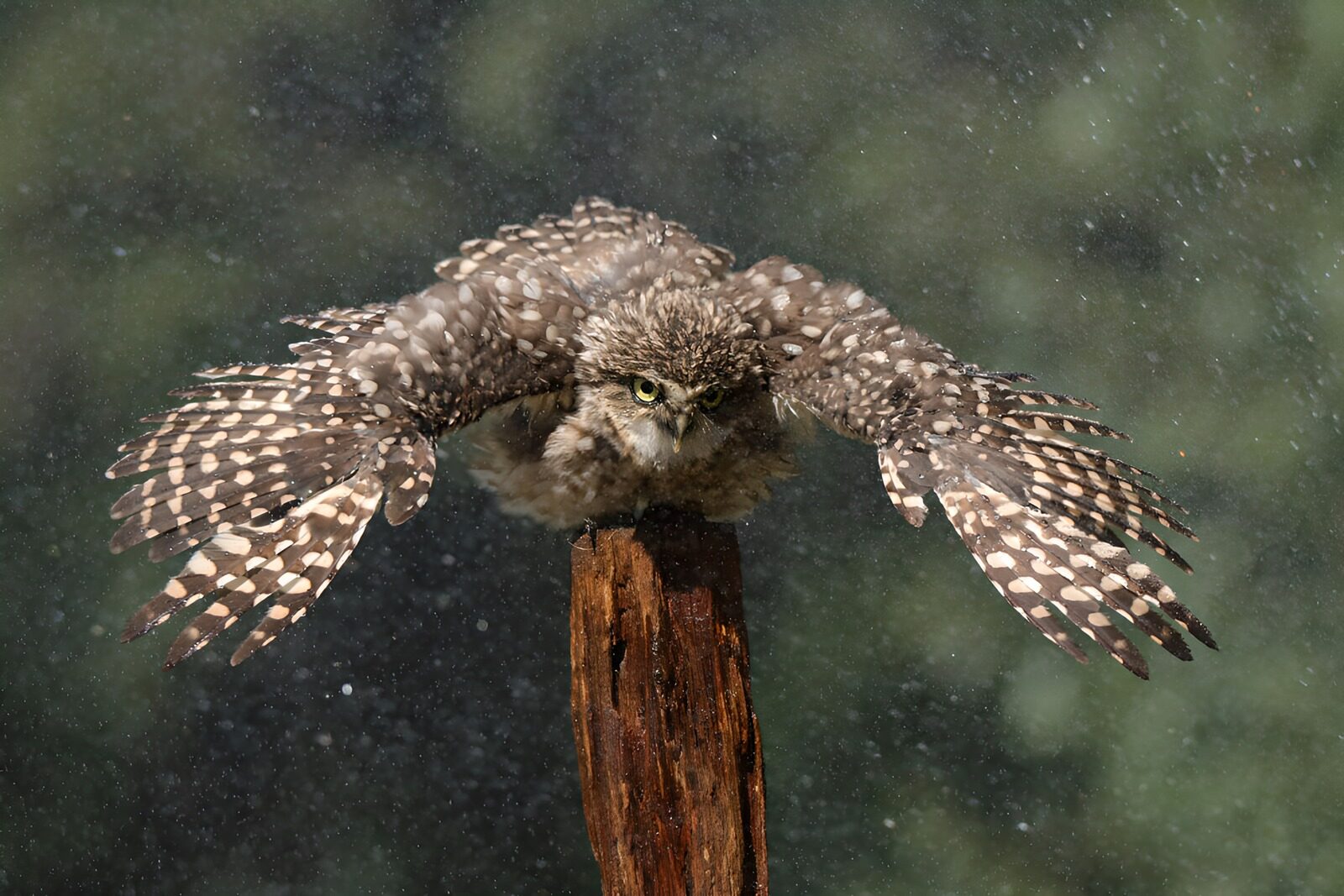 OCUK55533: "Majestic Spotted Owl in Action"