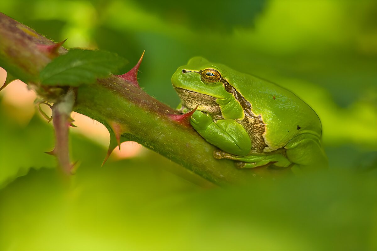 Green Frog in Lush Greenery