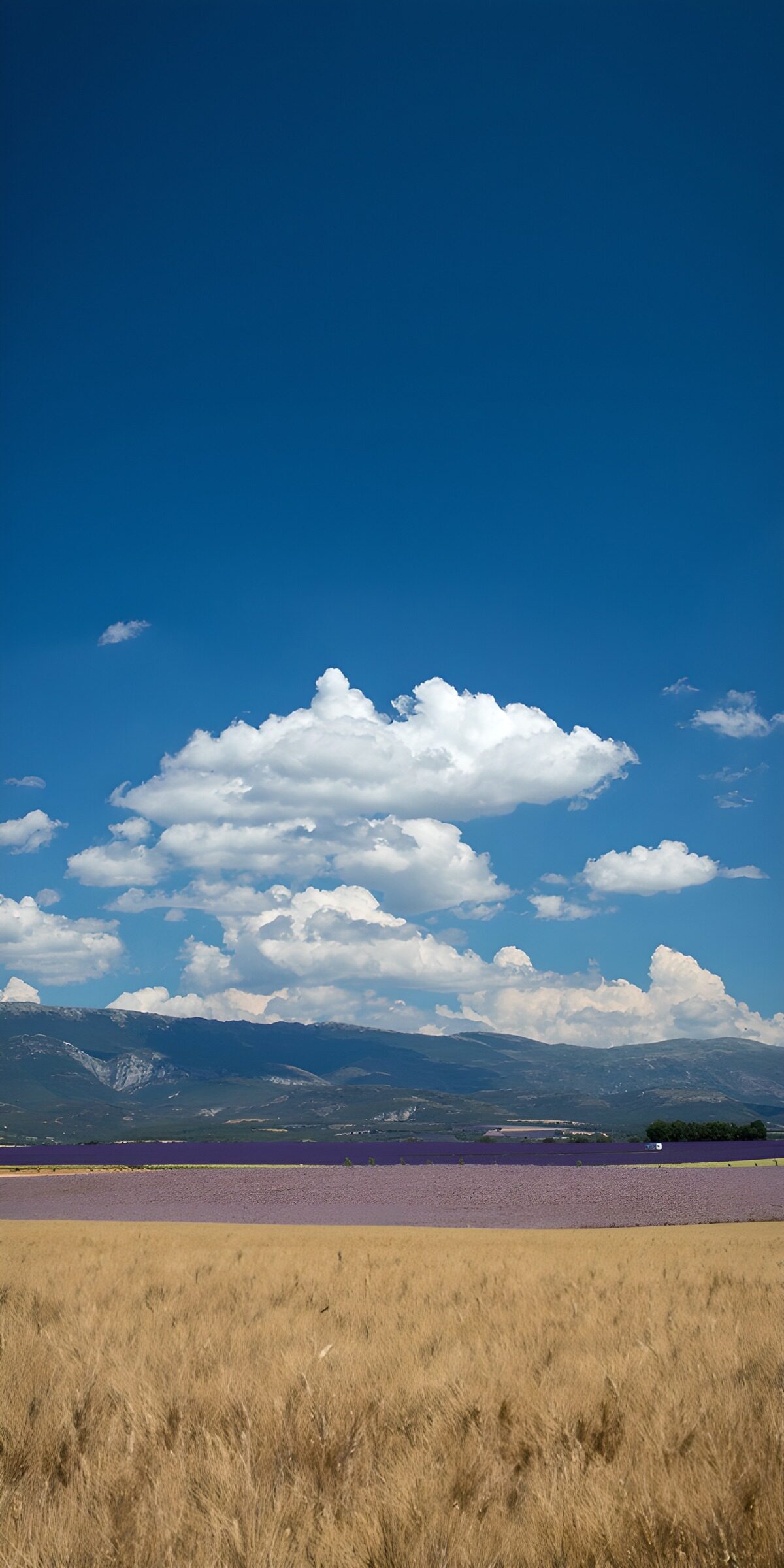 OCUK94952: Vibrant Fields Under a Blue Sky