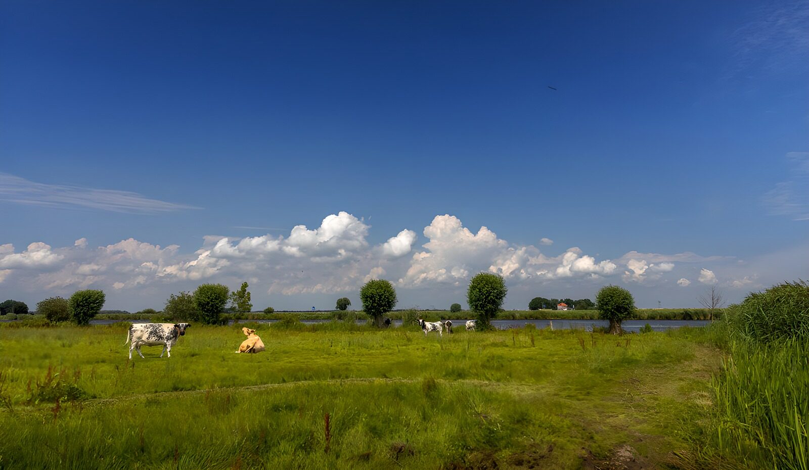 OCUK46085: Serene Pastoral Scene on a Sunny Day