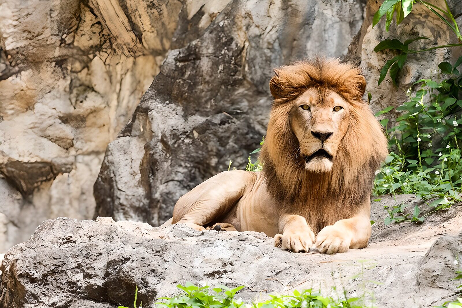 OCUK42623: Majestic Lion on a Rocky Outcrop