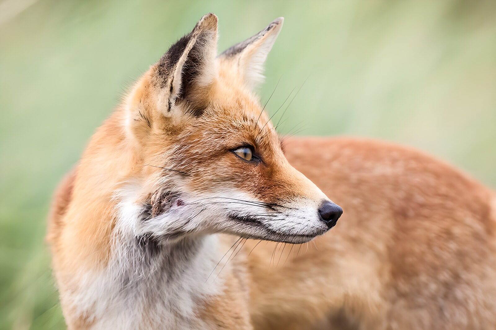 OCUK80251: Alert Red Fox in the Wild