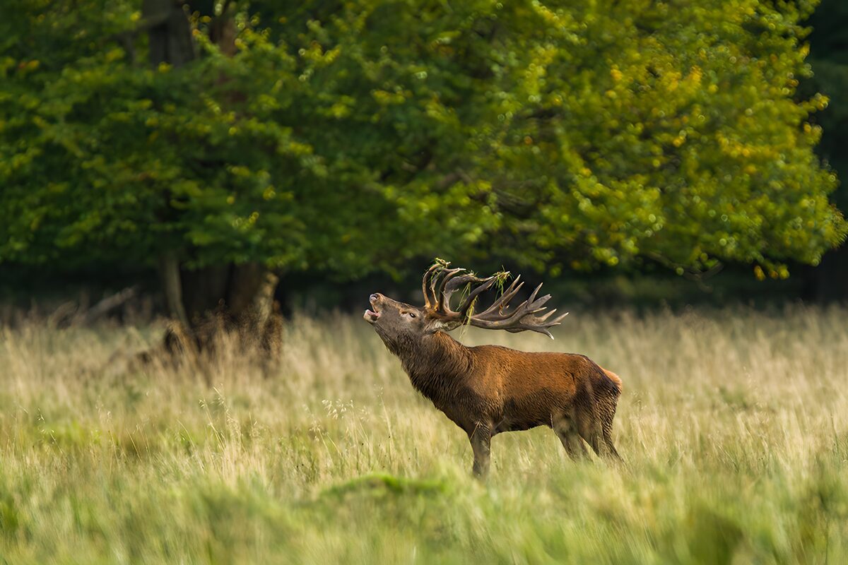 OCUK70529: Majestic Stag in Autumn Serenity