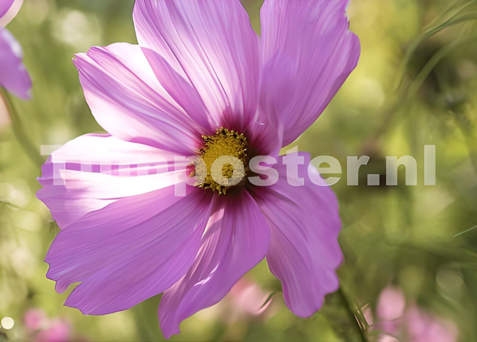 OCUK57035: Flower photo 100