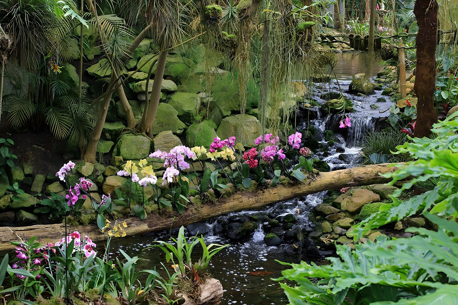 OCUK99936: Tree trunk overgrown with orchids above a waterfall