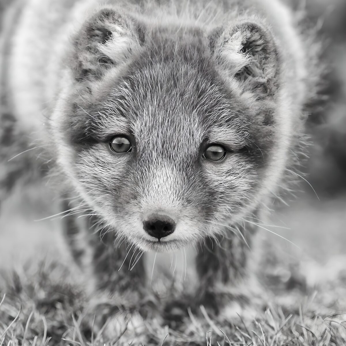 OCUK26046: Curious Arctic Fox Close-Up