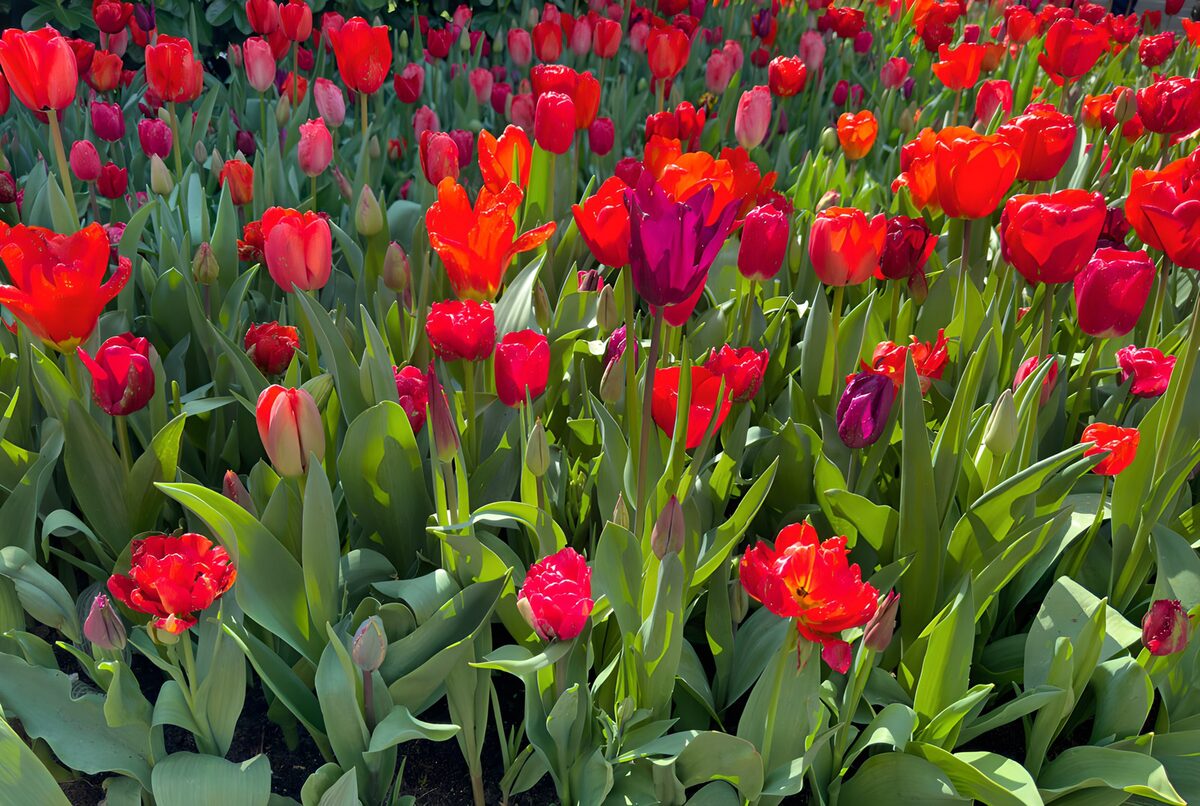 OCUK63103: Vibrant Tulip Garden in Full Bloom