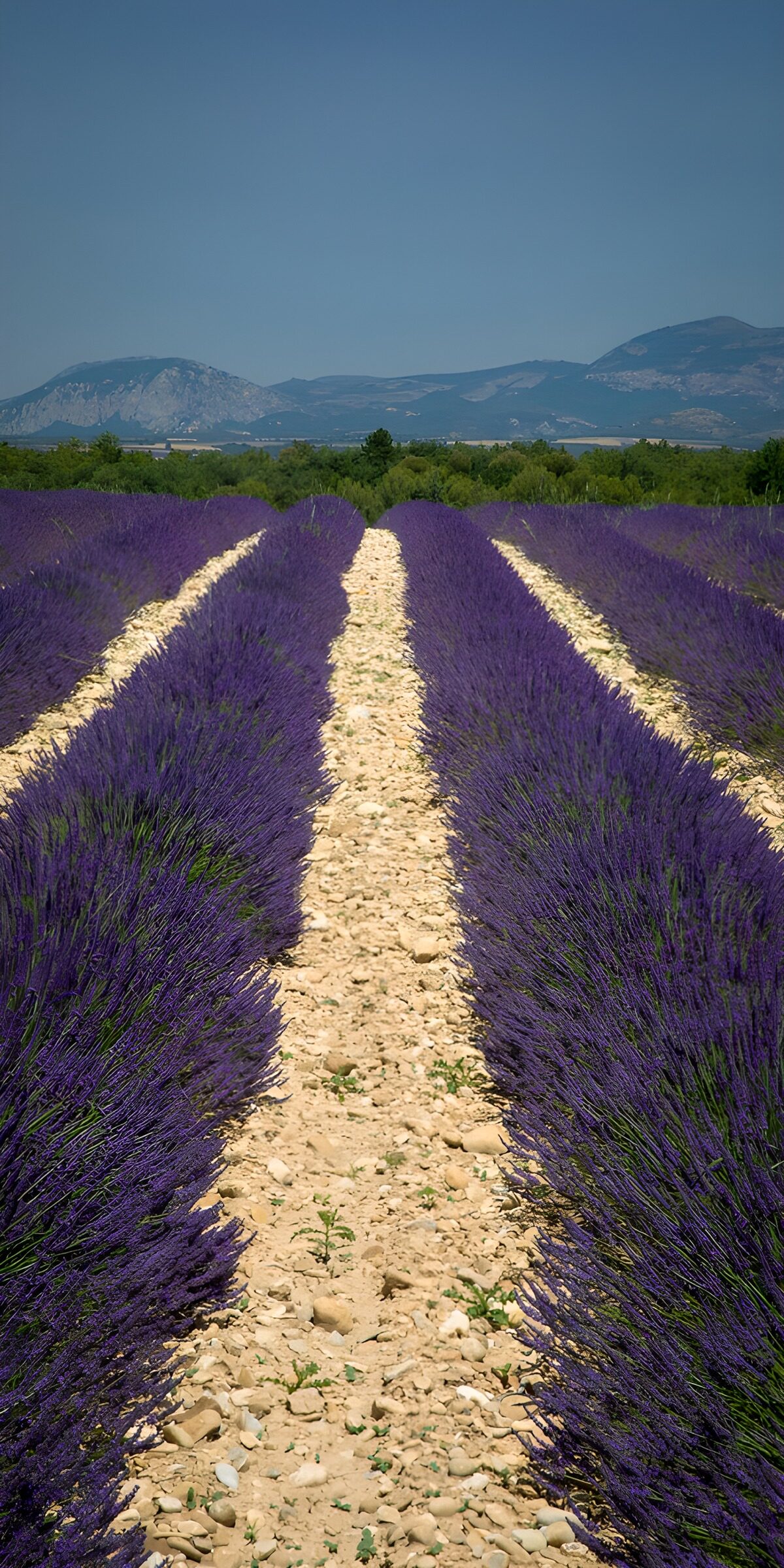 OCUK36717: Lavender Fields under Blue Skies