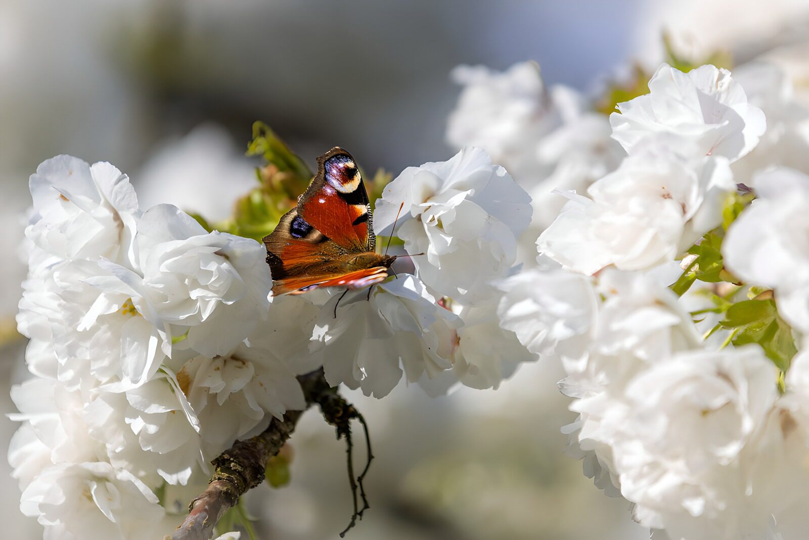 OCUK71793: Butterfly on Cherry Blossoms
