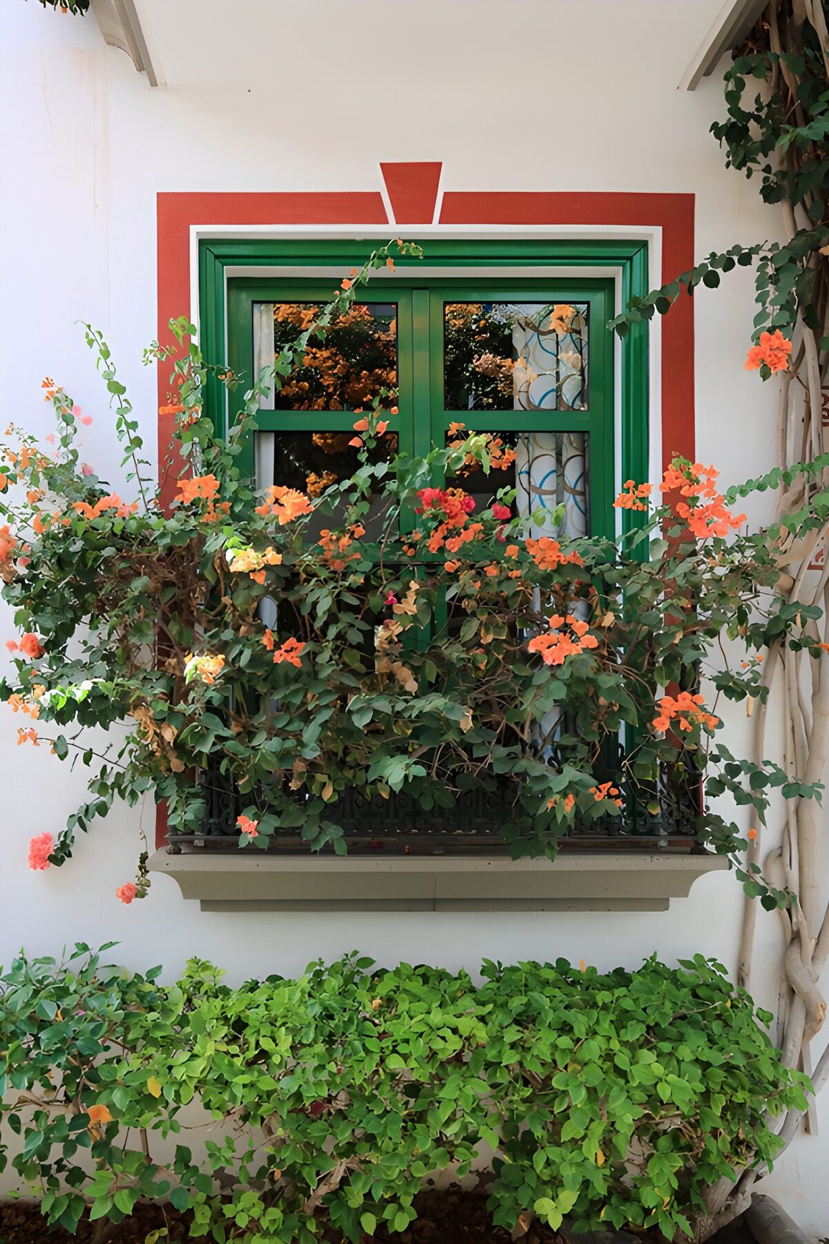 OCUK10530: Lush Window with Vibrant Blooms