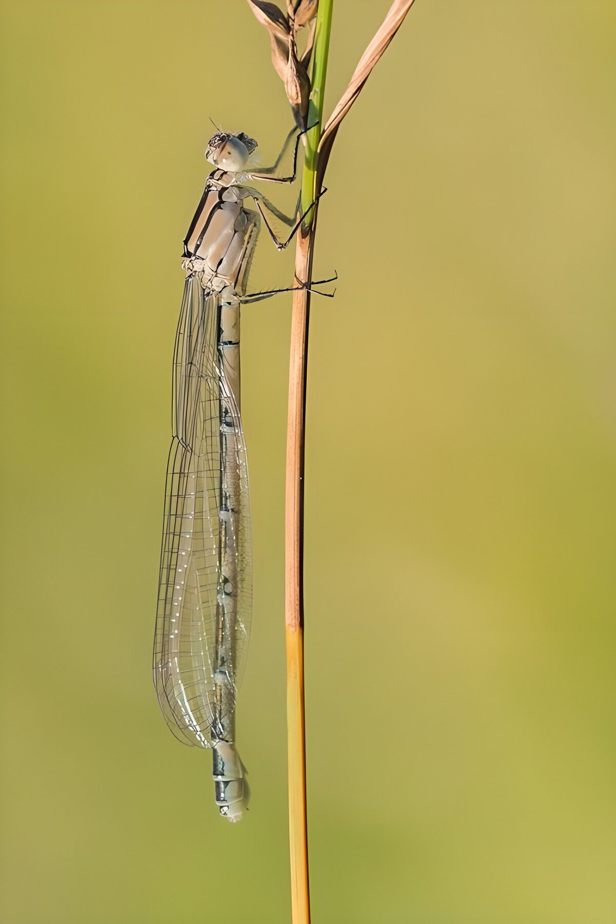 OCUK60975: Delicate Dragonfly on a Stem