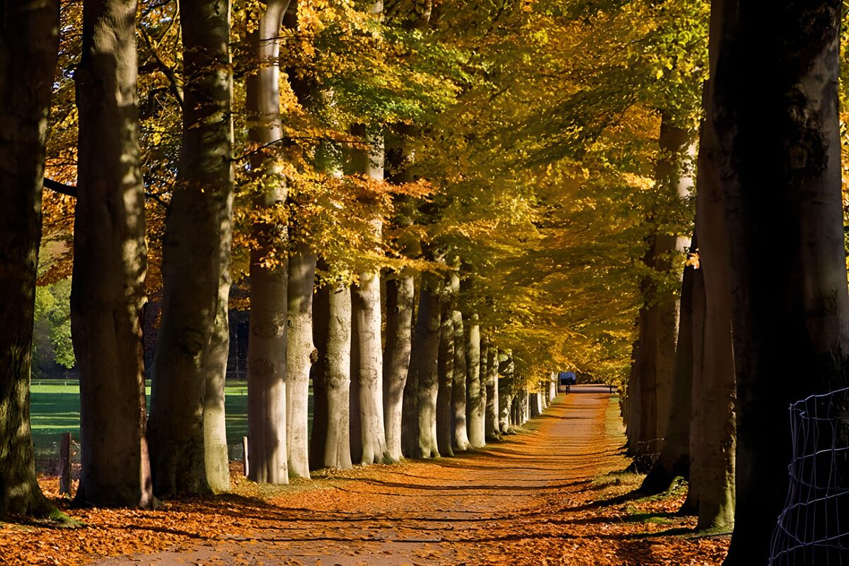OCUK34882: Forest & Parks 38