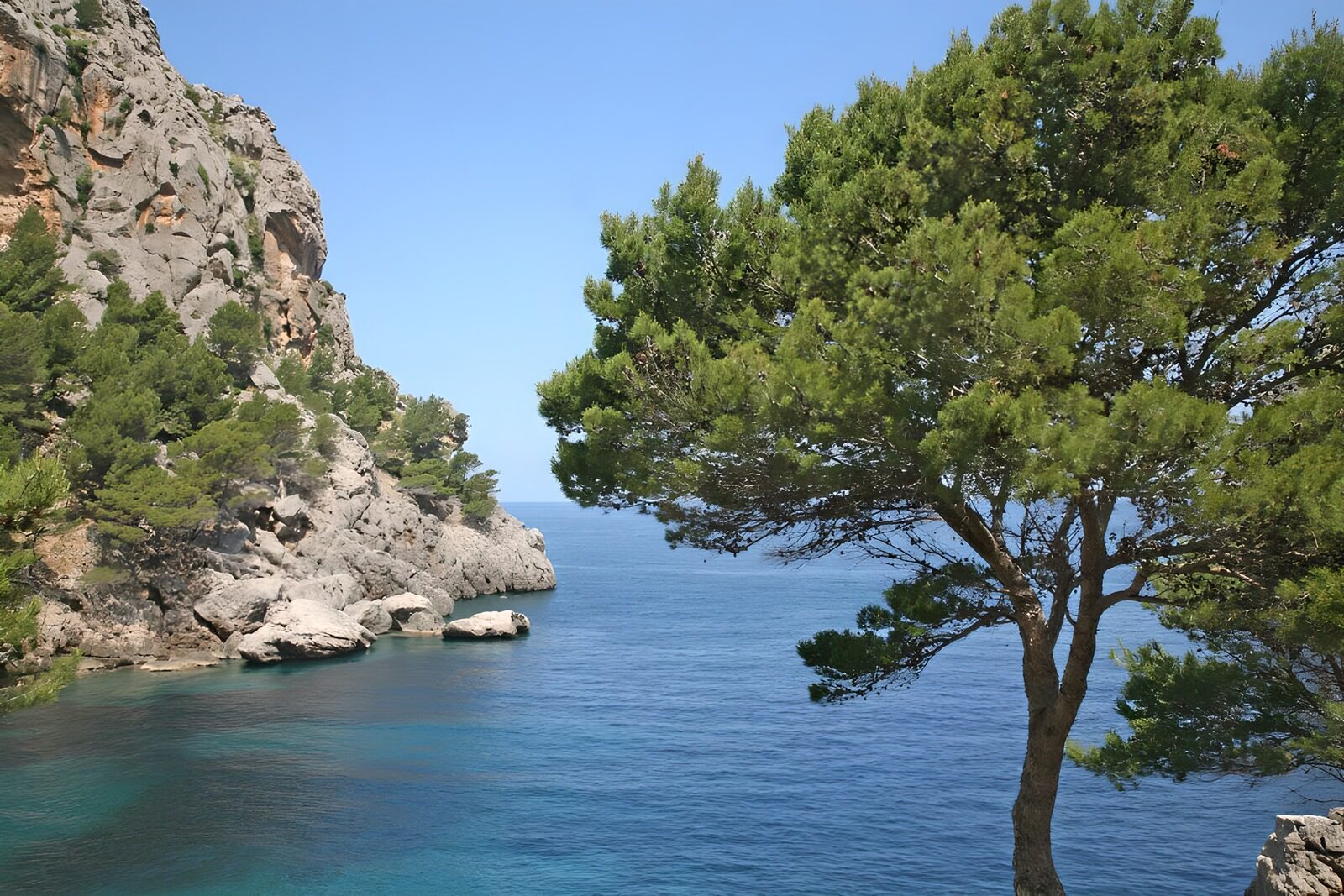 OCUK30658: Sea cliff with tree