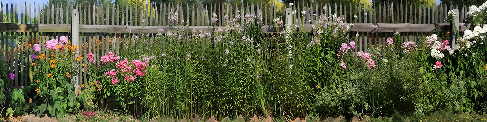 OCUK39287: Vibrant Garden in Bloom