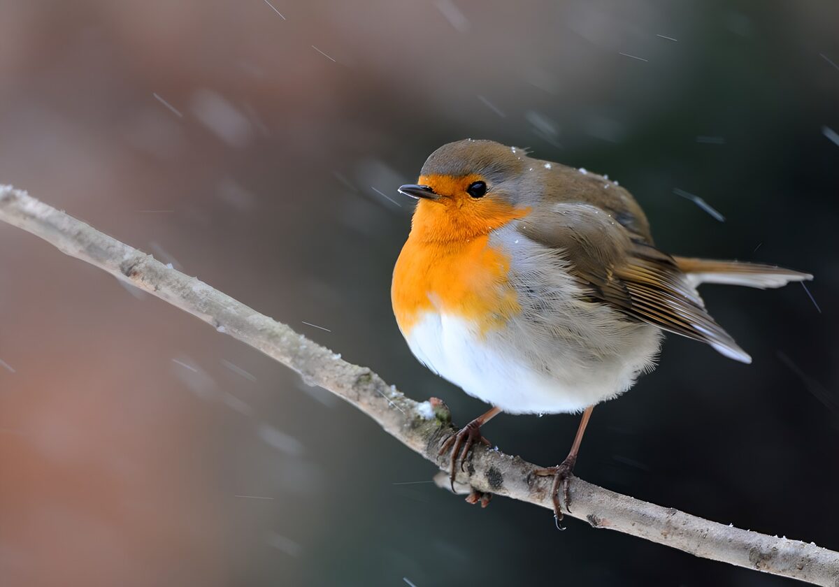 Charming Robin in Winter Snow