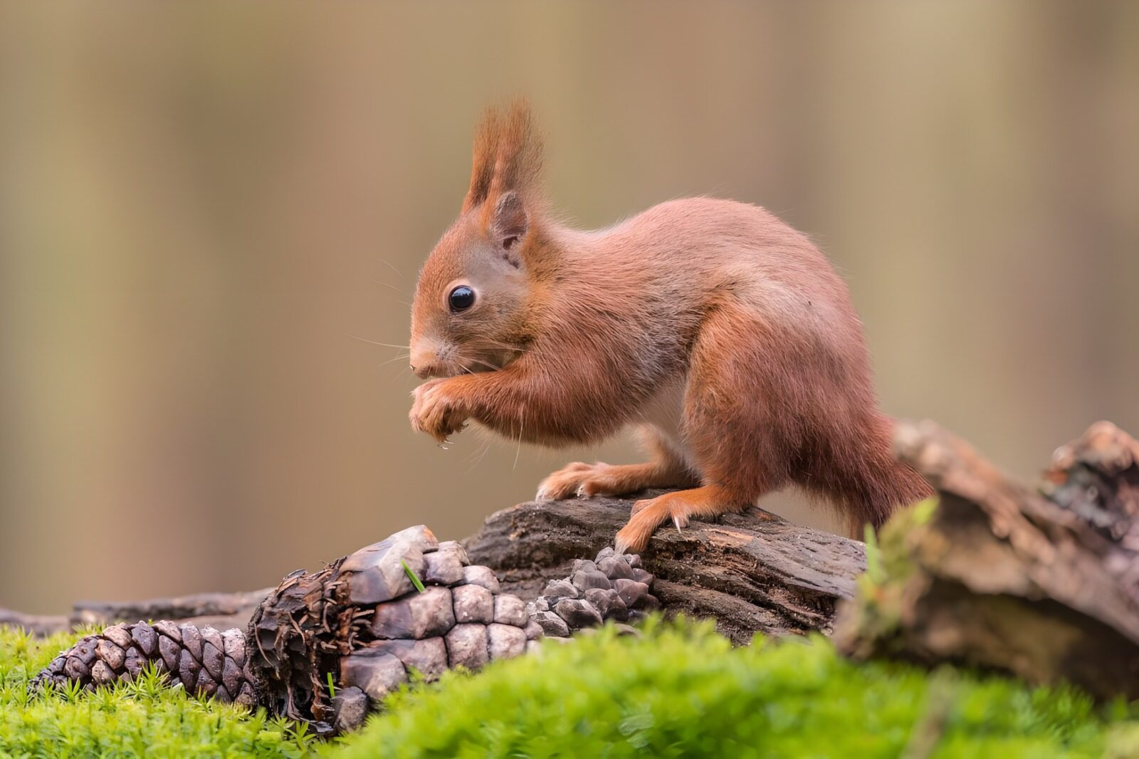 OCUK61682: Curious Red Squirrel in Nature