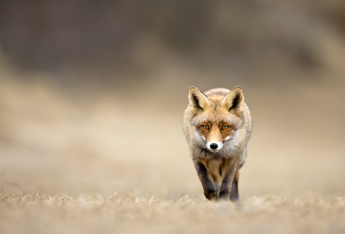OCUK29515: Curious Fox on the Prowl