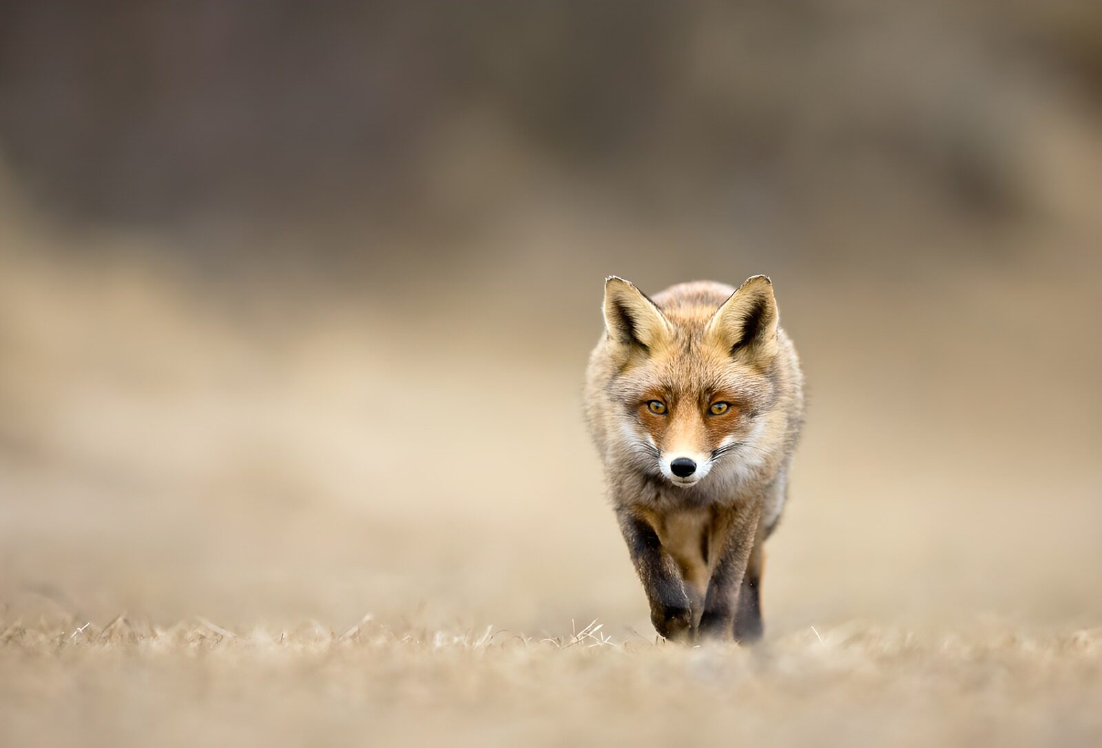 OCUK29515: Curious Fox on the Prowl