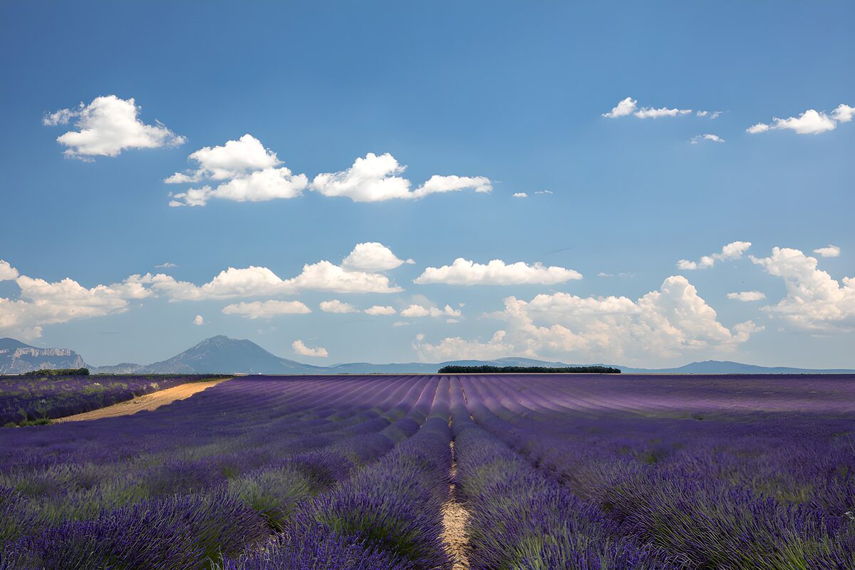 Serene Lavender Fields Under Blue Sky