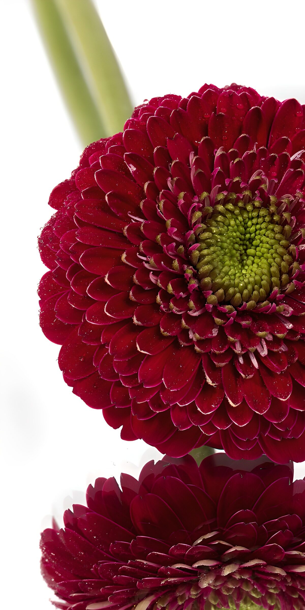 OCUK92053: Vibrant Red Gerbera Flower